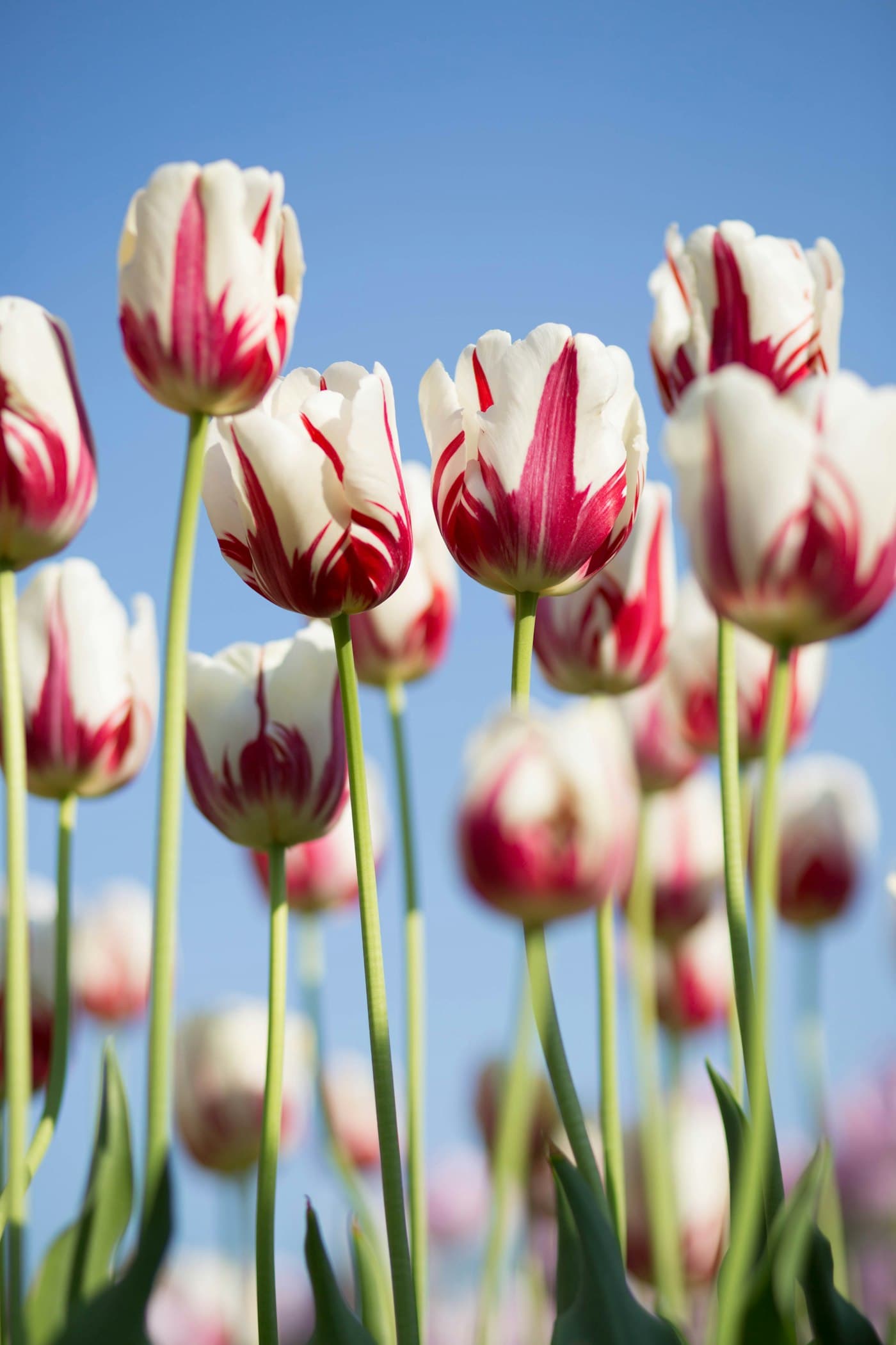 Soft white and pink blossom