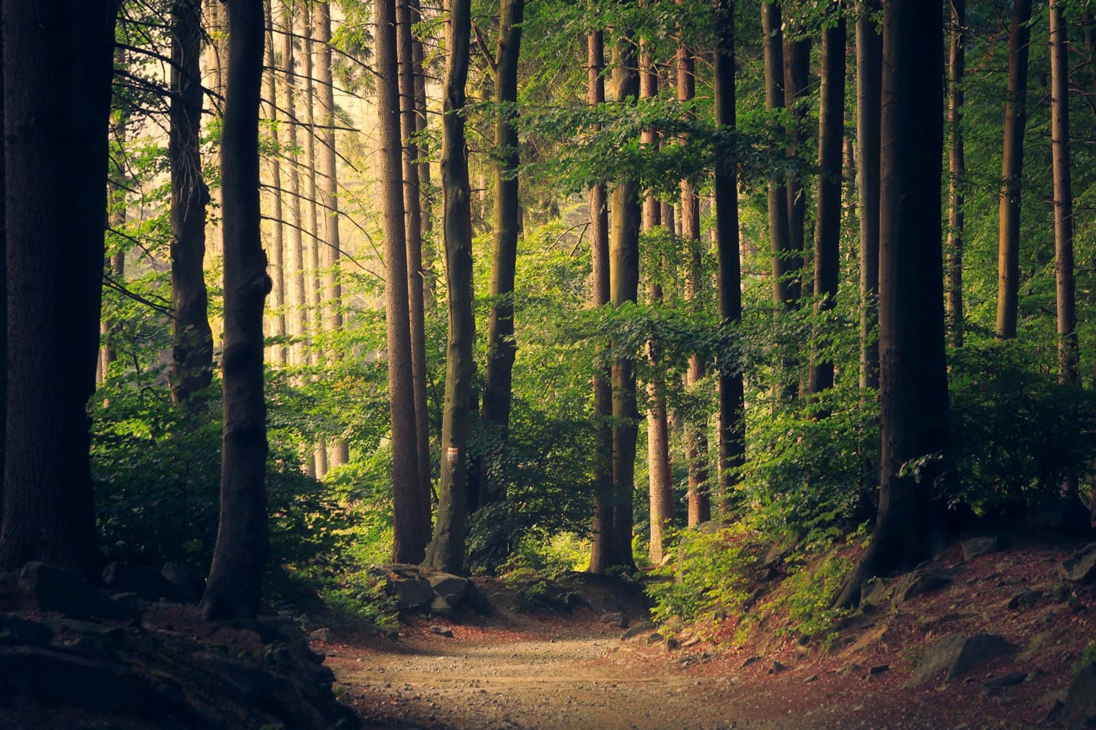 Sunlight through a quiet woodland
